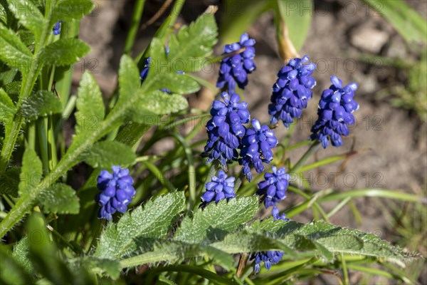 Bluehende Traubenhyazinthen