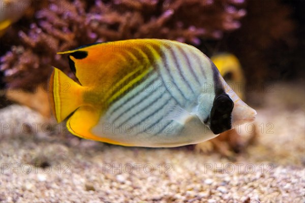 Threadfin butterflyfish