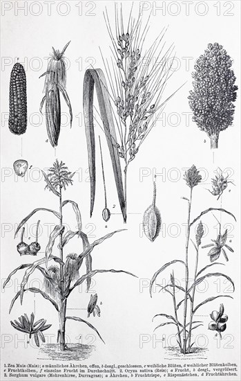 Historisches Bild verschiedener Poaceae oder