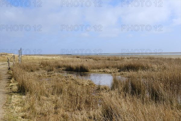 Salzwiesen im Nationalpark Wattenmeer