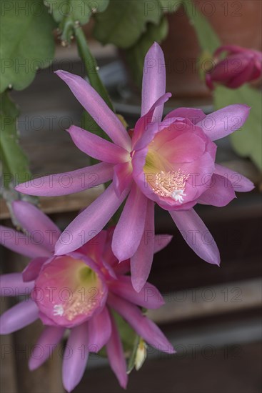 Flowers of a nopalxochitl