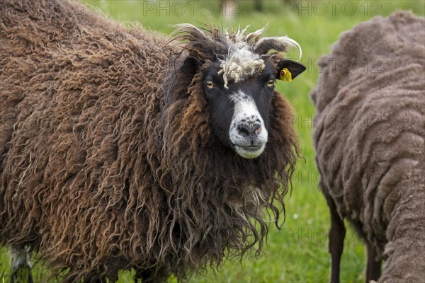 Norwegian sheep on the dike