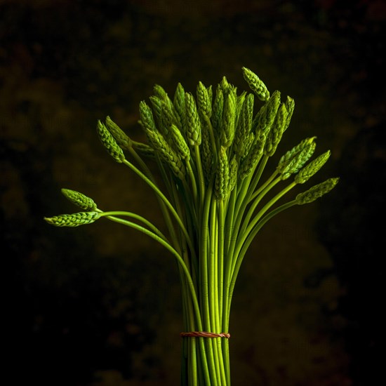 Bunch of wild asparagus