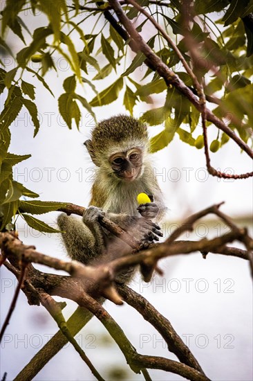 Vervet monkey