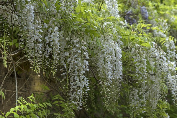 White chinese wisteria