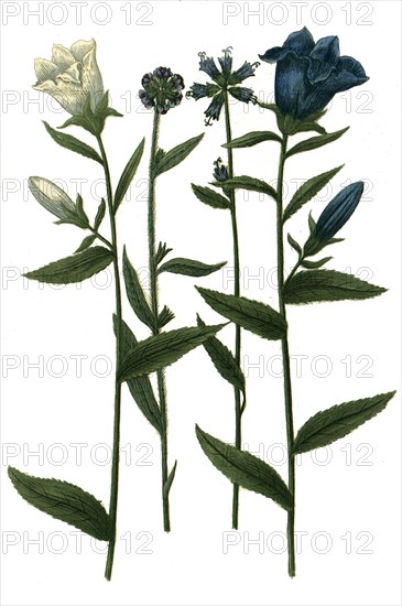 Various bellflowers