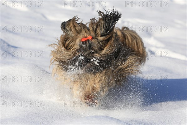 Lhasa Apso running in the snow