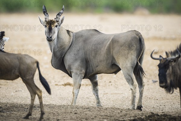 Common eland