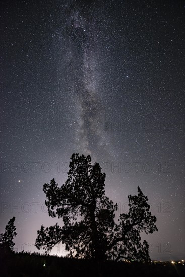 Silhouette of a tree against night sky