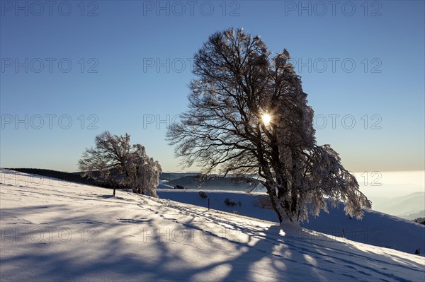 European beech