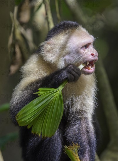 White-headed capuchin