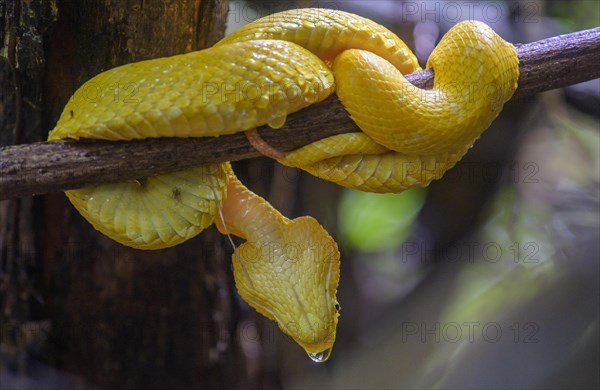 Eyelash pit viper