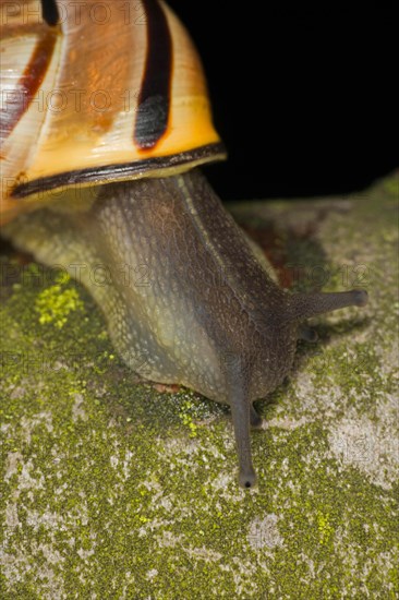 Nahaufnahme einer Hain-Baenderschnecke