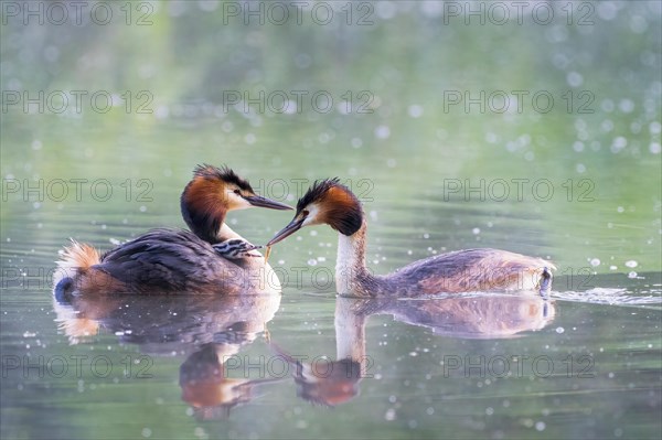 Pair of great crested grebe