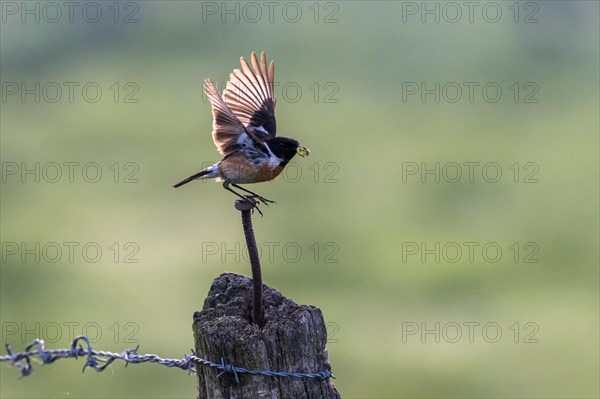 Stonechat