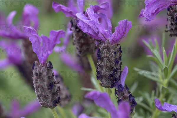 Flowers of lavender