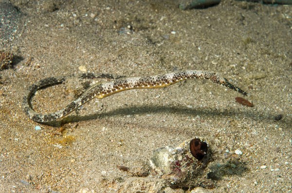 Schultz's pipefish