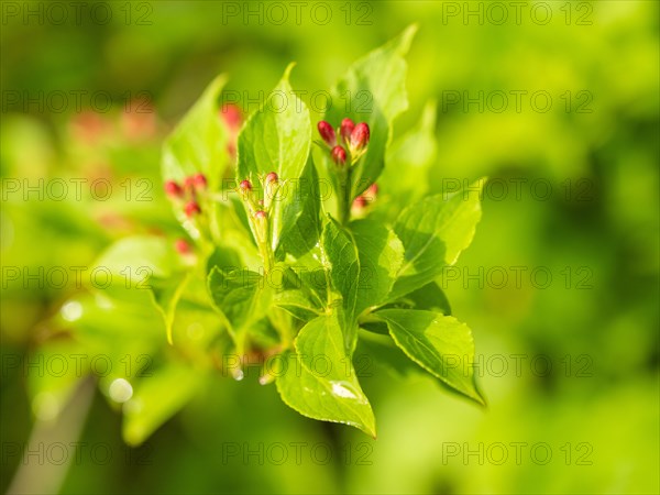 Buds of a weigelas