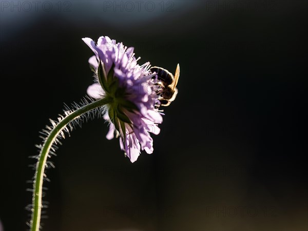 Field scabious