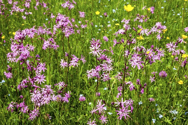 Cuckoo's campion