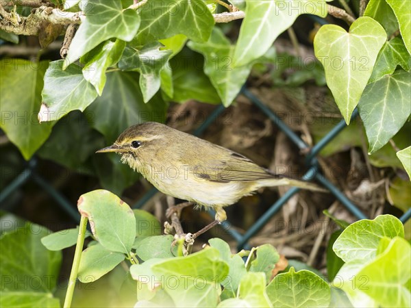 Willow Warbler