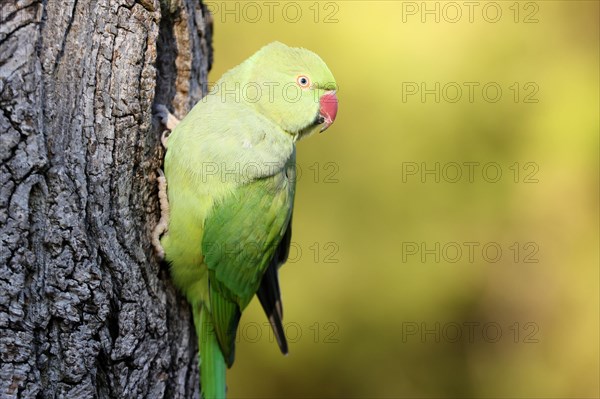 Rose-ringed parakeet