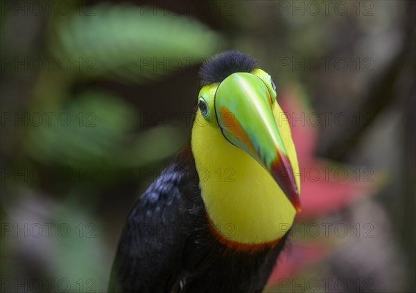 Keel-billed toucan