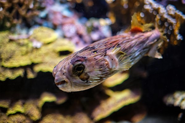 Long-spine porcupinefish