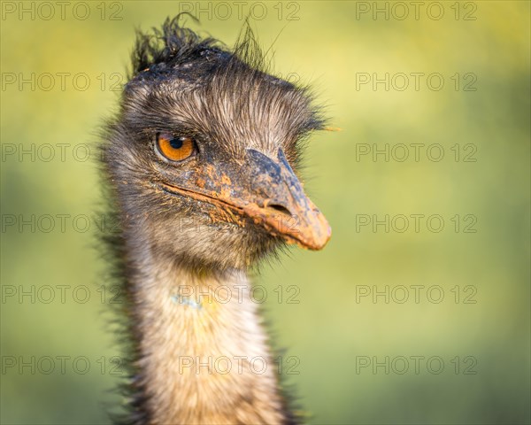 Grosser Emu