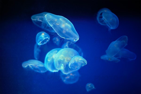 Blue medusa jellyfish floating underwater