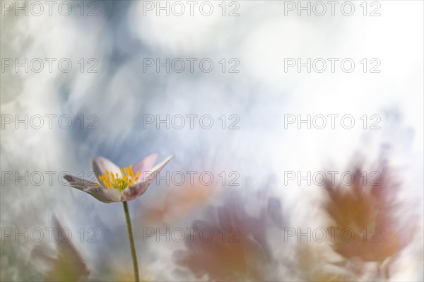 Wood anemone