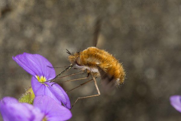 Large bee fly