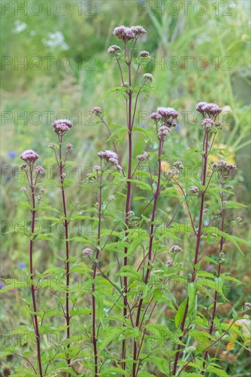 Hemp agrimony