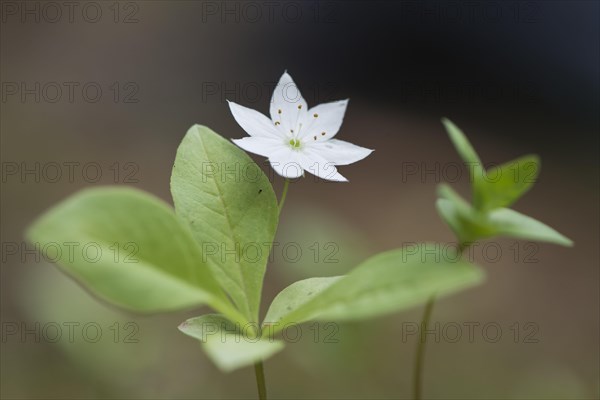 European seven-pointed star