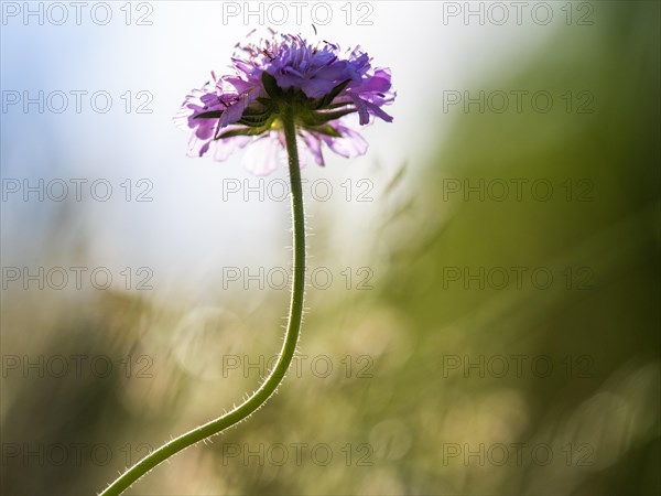 Field scabious