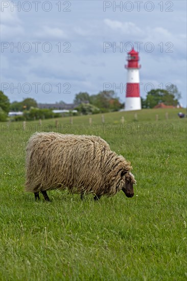 Norwegian sheep on the dike