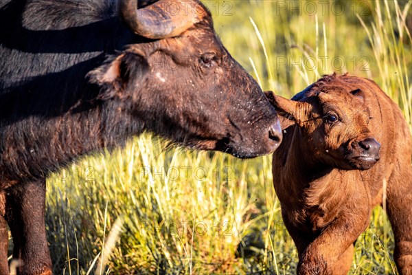 African buffalo