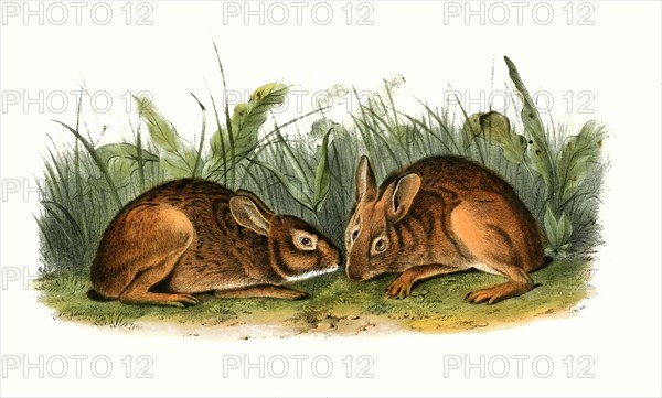 Marsh rabbit