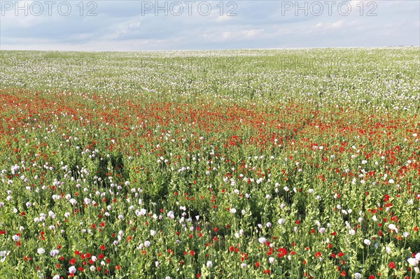 Field with Waldviertel grey poppy