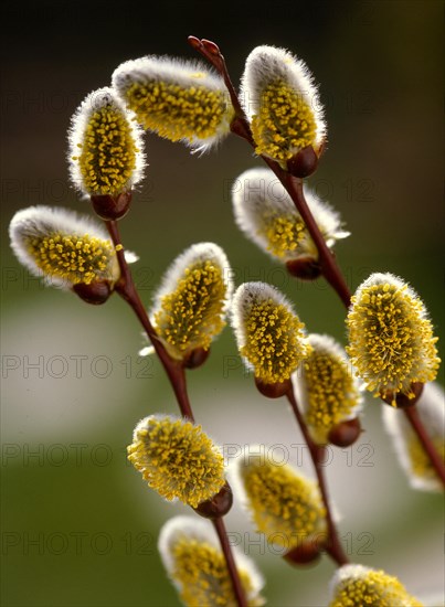 Catkin willow