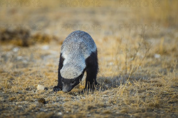 Honey badger