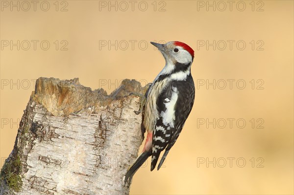 Middle spotted woodpecker