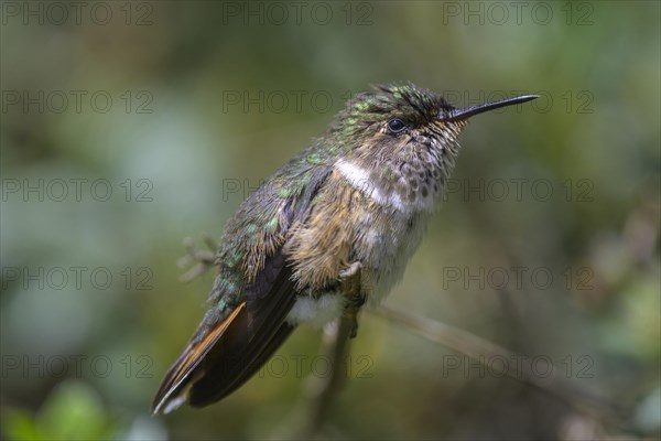 Scintillant hummingbird