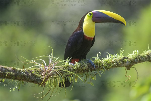 Black-mandibled toucan