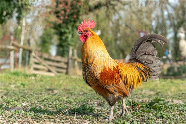 Rooster in a farmyard. Educational Farm