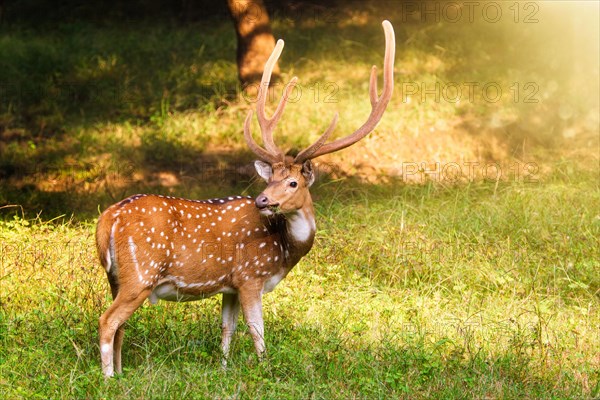 Beautiful male chital or spotted deer grazing in grass in Ranthambore National Park