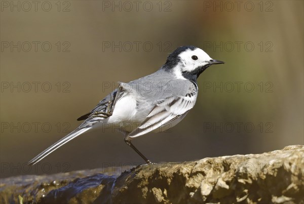 Pied Wagtail