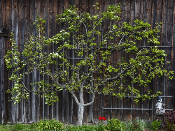 Flowering espalier tree on a wooden house wall