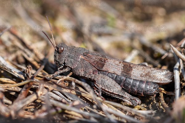 Blue-winged grasshopper