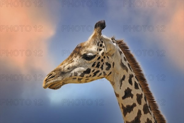 Masai giraffe